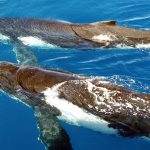 Top 5 Coastal Activities You Must Try During Your Stay