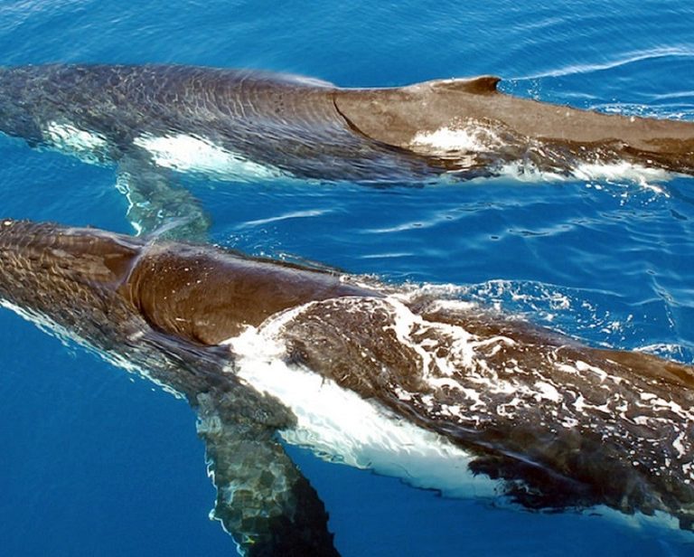 Top 5 Coastal Activities You Must Try During Your Stay
